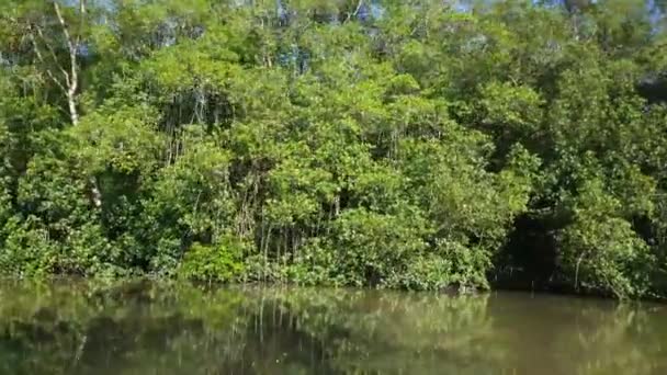 Rivière Commewijne au Suriname avec mangrove et réflexion dans l'eau