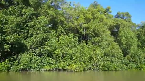 Río Commewijne Surinam Con Manglar Reflejo Agua — Vídeos de Stock