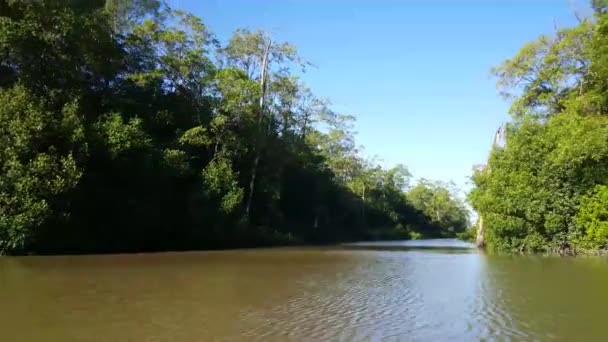 Commewijne Řeka Surinamu Mangrovem Odraz Vodě — Stock video