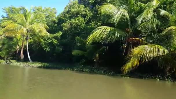 Río Commewijne Surinam Con Manglar Reflejo Agua — Vídeos de Stock