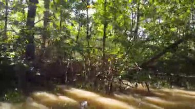 Surinam 'daki Commewijne nehrinin küçük bir yakasında mangrov ağaçlarıyla geziniyorum.