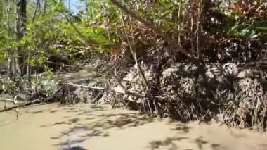 Surinam 'da küçük bir çamur nehrinde dolaşırken