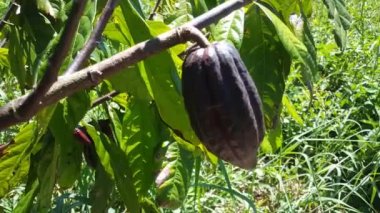 Surinam 'daki kakao ağacı