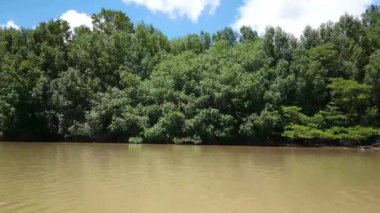 Surinam 'da Mangrove ile Commewijne Nehri