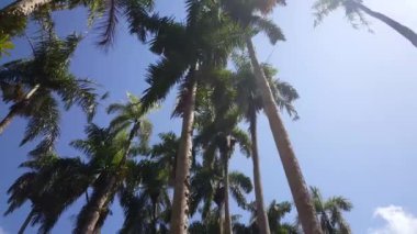 Paramaribo Suriname 'deki Palm Gardens (Palmentuin) boyunca çekim