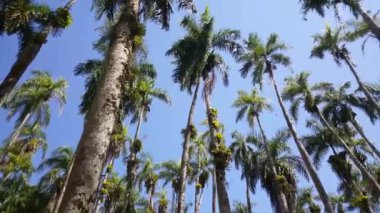 Paramaribo Suriname 'deki Palm Gardens (Palmentuin) boyunca çekim