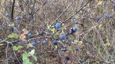 Bulgaristan kırsalında yabanmersini