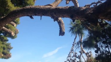 Hırvatistan 'da ağaçtan Cavtat' a eğilim