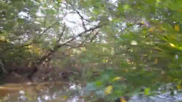 Rivière Commewijne Suriname Avec Mangrove Réflexion Dans Eau — Video