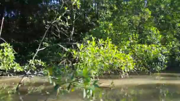 Croisière à travers une petite partie de la rivière Commewijne au Suriname avec mangrove