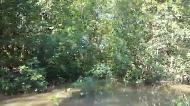 Surinam Daki Commewijne Nehrinin Küçük Bir Bölümünde Mangrov Ağaçların Arasından — Stok video