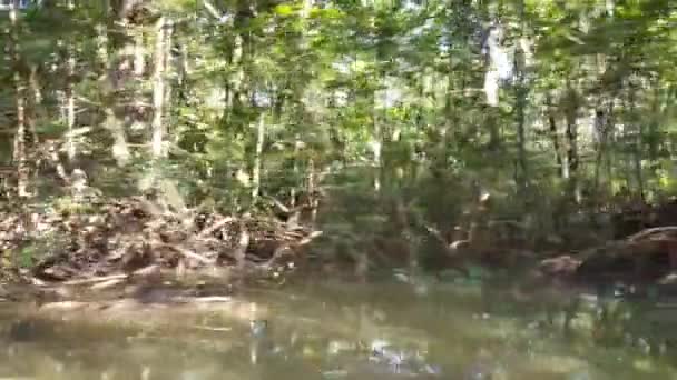 Cruising Small River Part Commewijne River Suriname Mangrove Sunshine Trees — Stock Video