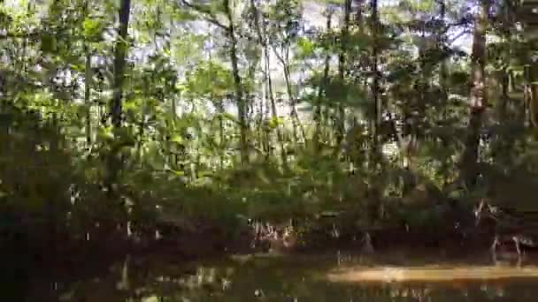 Croisière Travers Une Petite Partie Rivière Commewijne Suriname Avec Mangrove — Video
