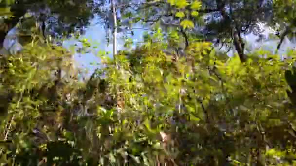 Surinam Daki Commewijne Nehrinin Küçük Bir Yakasında Mangrov Ağaçlarıyla Geziniyorum — Stok video