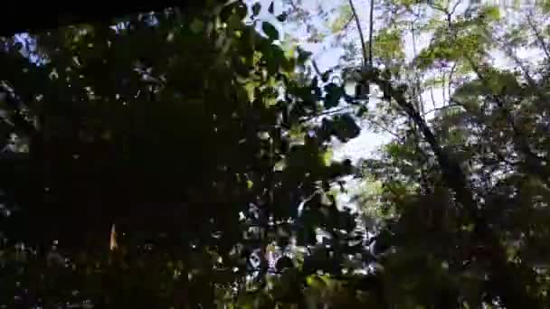 Croisière Travers Une Petite Partie Rivière Commewijne Suriname Avec Mangrove — Video