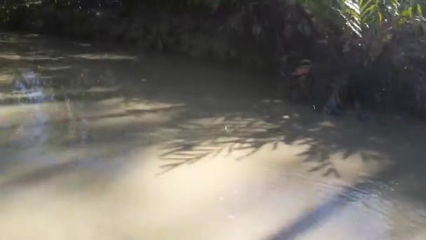Projíždět Malou Bahnitou Říční Částí Řeky Commewijne Surinamu Mangrovníkem — Stock video