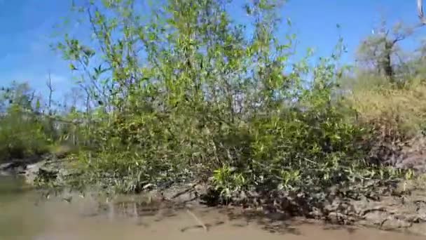 Navegando Por Pequeño Río Barro Con Saltadores Barro Surinam — Vídeos de Stock