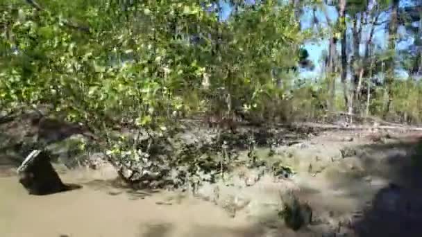 Путешествие Маленькой Грязевой Реке Суринаме — стоковое видео