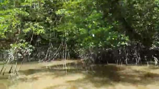 Projíždět Malou Říční Částí Řeky Commewijne Surinamu Mangrovem — Stock video