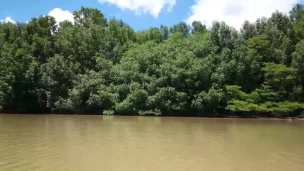 Commewijne Fluss Suriname Mit Mangroven — Stockvideo