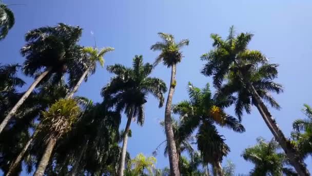 追踪镜头穿过苏里南帕拉马里博的棕榈花园 Palmentuin — 图库视频影像