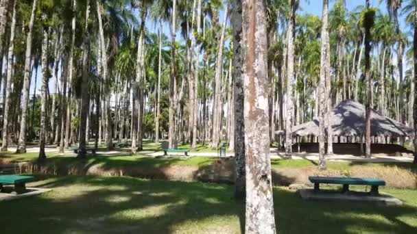 Pan Palm Gardens Palmentuin Paramaribo Surinam — Wideo stockowe