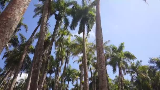 Tracking Shot Travers Les Palm Gardens Palmentuin Paramaribo Suriname — Video