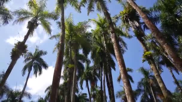 Tracking Shot Travers Les Palm Gardens Palmentuin Paramaribo Suriname — Video
