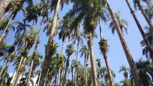 Быстрые Съемки Вращения Вокруг Через Palm Gardens Palmentuin Парамарибо Суринам — стоковое видео