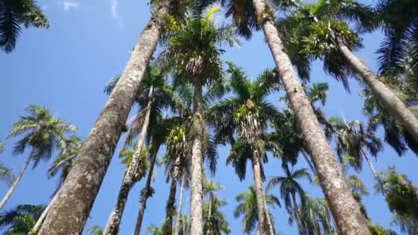 Сады Пальм Palmentuin Парамарибо Суринам — стоковое видео