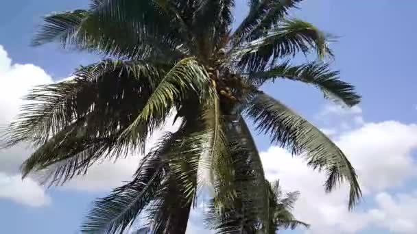 ニューアムステルダム州にあるPalmtree Suriname — ストック動画