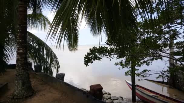Nieuw Amsterdam Surinam Daki Surinam Nehri Nde Palmiye Ağaçları — Stok video