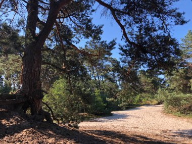 Beerze, Overijssel çevresindeki kum tepeleri Hollanda