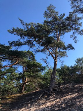 Beerze, Overijssel ve Hollanda çevresindeki kum tepelerindeki ağaç.