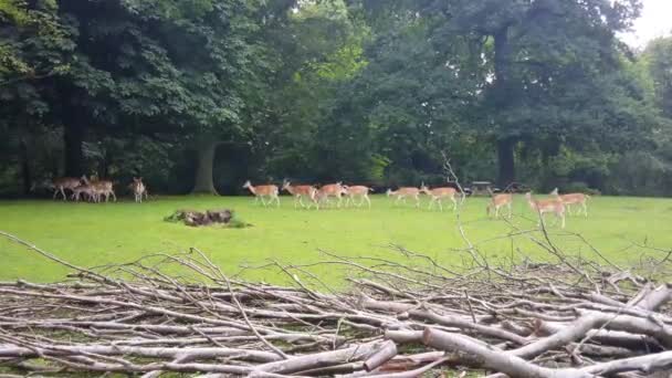 Grupo Veados Caminhando Para Floresta Dinamarca — Vídeo de Stock