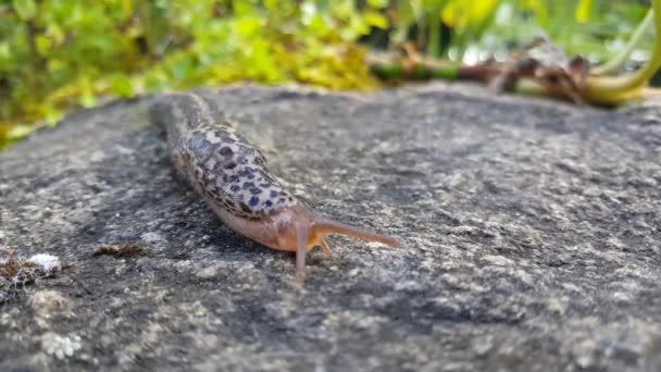 Leopard Slug Rock Moving Forward Denmark — Stock Video
