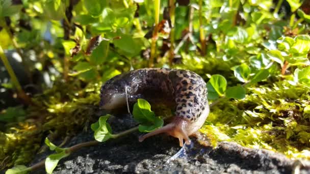 Babosa Leopardo Avanza Hacia Una Roca Dinamarca — Vídeos de Stock