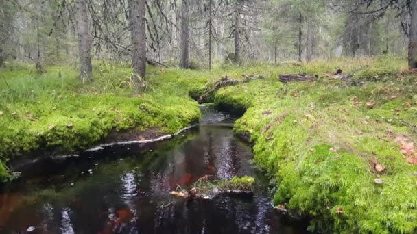 Pequeño Río Bosque Reserva Natural Elimyssalo Finlandia — Vídeos de Stock