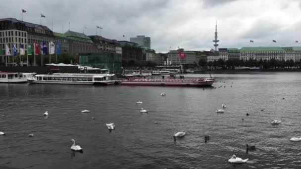 Svanar Vid Binnenalster Sjön Hamburg Tyskland — Stockvideo