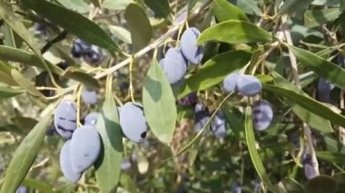 Yunanistan 'da Zeytin Ağacı