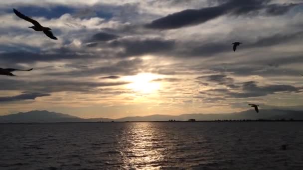 Aves Frente Atardecer Mientras Dirigen Tasos Grecia — Vídeos de Stock