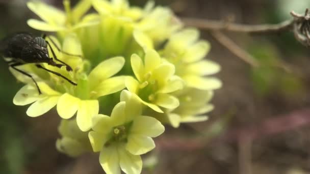 Makro pořízené z mouchy na žlutém květu v Arnea Greece