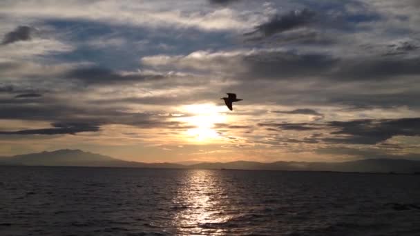 Birds Front Sunset While Going Thassos Greece — Stock Video