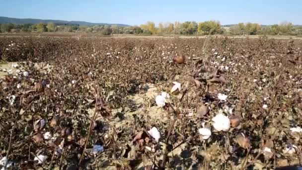 Campo Piante Fiori Cotone Maturi Nella Regione Evros Grecia — Video Stock