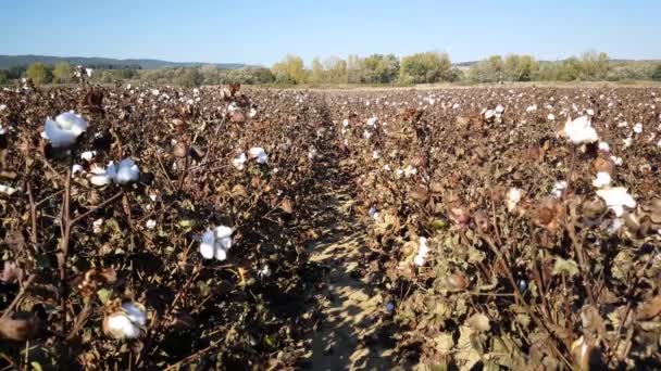 Field Ripe Cotton Flower Plants Evros Region Greece — Stock Video