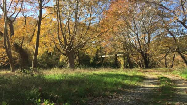 ギリシャテッサリアのペネオス川の周りに秋の色を持つ美しい大きな木 — ストック動画