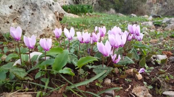 Purple Spring Crocus Zwischen Den Felsen Bei Ariana Griechenland — Stockvideo