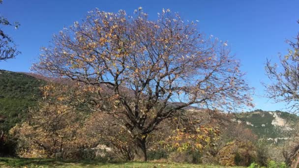 Grand Arbre Dans Forêt Autour Lampinou Grèce — Video