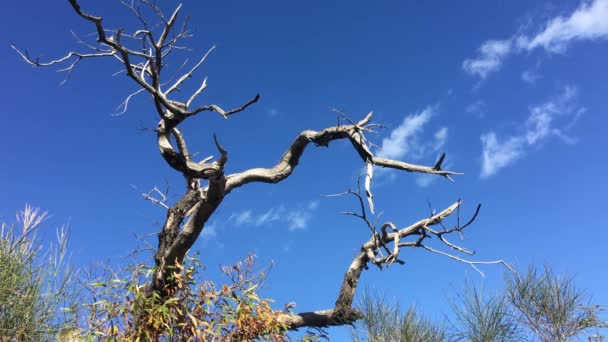 Albero Della Morte Nella Foresta Intorno Lampinou Grecia — Video Stock