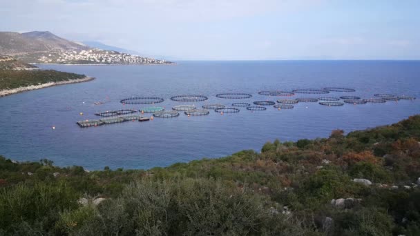 Fischzucht Entlang Der Küste Des Igroviotopos Moustou Parks Griechenland — Stockvideo